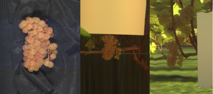 The same grape bunch imaged under three different lighting conditions: controlled lab, morning sun, and afternoon sun.