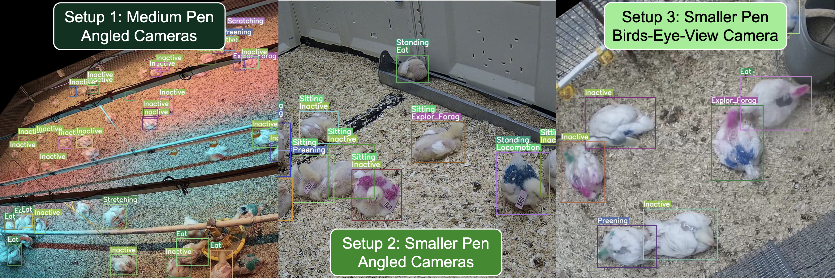 Representative frames from the three experimental setups